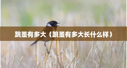 跳蚤有多大（跳蚤有多大长什么样）