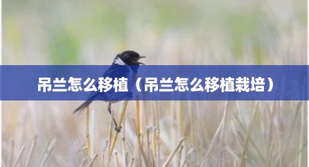 吊兰怎么移植（吊兰怎么移植栽培）