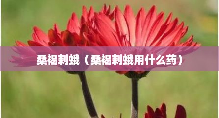 桑褐剌蛾（桑褐剌蛾用什么药）