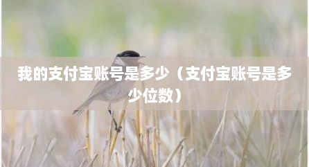 我的支付宝账号是多少（支付宝账号是多少位数）