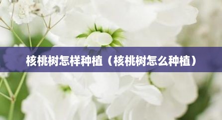 核桃树怎样种植（核桃树怎么种植）