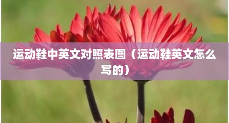 运动鞋中英文对照表图（运动鞋英文怎么写的）