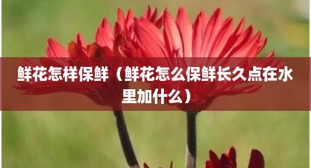 鲜花怎样保鲜（鲜花怎么保鲜长久点在水里加什么）