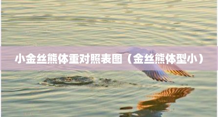 小金丝熊体重对照表图（金丝熊体型小）