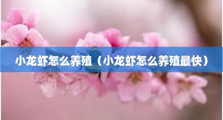 小龙虾怎么养殖（小龙虾怎么养殖最快）