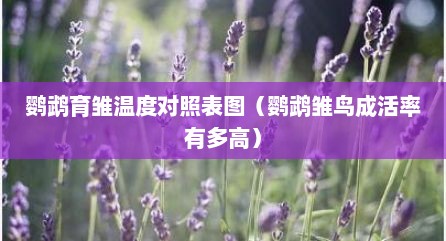 鹦鹉育雏温度对照表图（鹦鹉雏鸟成活率有多高）