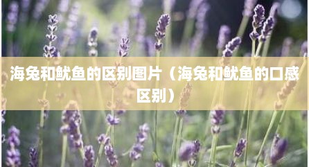 海兔和鱿鱼的区别图片（海兔和鱿鱼的口感区别）