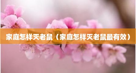 家庭怎样灭老鼠（家庭怎样灭老鼠最有效）