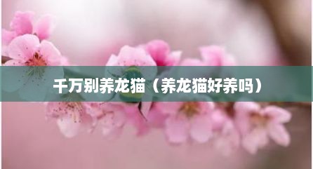 千万别养龙猫（养龙猫好养吗）