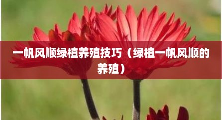 一帆风顺绿植养殖技巧（绿植一帆风顺的养殖）