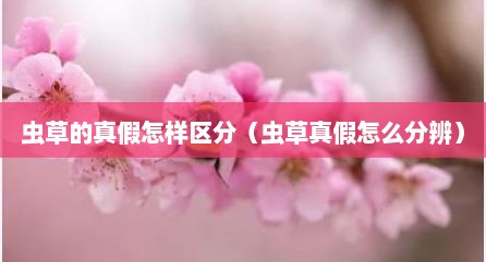 虫草的真假怎样区分（虫草真假怎么分辨）