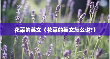 花菜的英文（花菜的英文怎么说?）