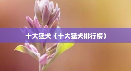 十大猛犬（十大猛犬排行榜）