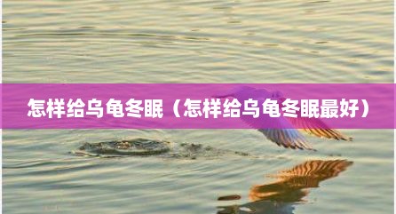 怎样给乌龟冬眠（怎样给乌龟冬眠最好）