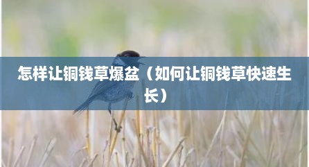 怎样让铜钱草爆盆（如何让铜钱草快速生长）