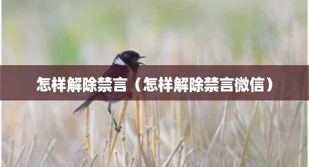 怎样解除禁言（怎样解除禁言微信）