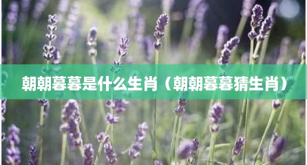 朝朝暮暮是什么生肖（朝朝暮暮猜生肖）