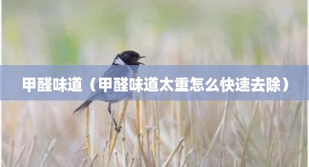 甲醛味道（甲醛味道太重怎么快速去除）