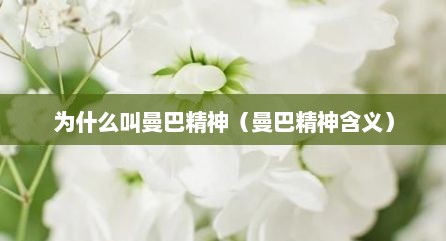 为什么叫曼巴精神（曼巴精神含义）