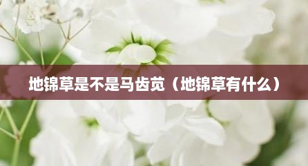地锦草是不是马齿苋（地锦草有什么）