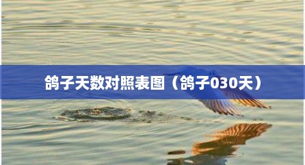 鸽子天数对照表图（鸽子030天）
