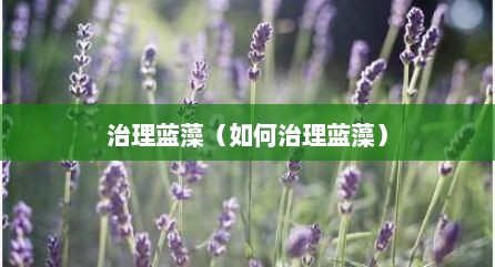 治理蓝藻（如何治理蓝藻）