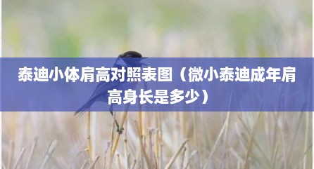 泰迪小体肩高对照表图（微小泰迪成年肩高身长是多少）