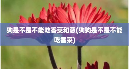 狗是不是不能吃香菜和葱(狗狗是不是不能吃香菜)