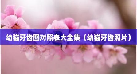 幼猫牙齿图对照表大全集（幼猫牙齿照片）