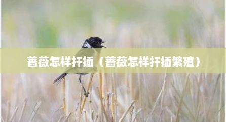 蔷薇怎样扦插（蔷薇怎样扦插繁殖）