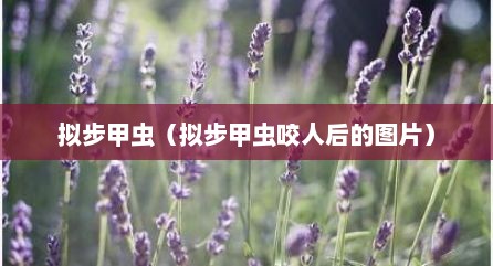 拟步甲虫（拟步甲虫咬人后的图片）