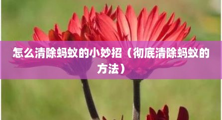 怎么清除蚂蚁的小妙招（彻底清除蚂蚁的方法）