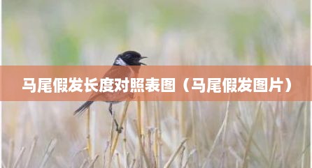 马尾假发长度对照表图（马尾假发图片）