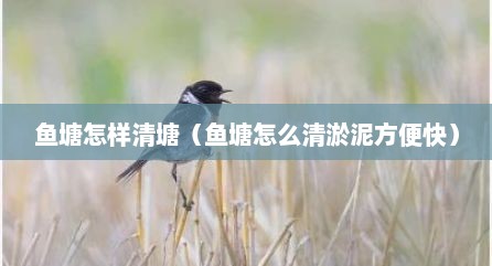 鱼塘怎样清塘（鱼塘怎么清淤泥方便快）