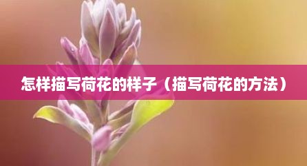 怎样描写荷花的样子（描写荷花的方法）