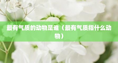 最有气质的动物是谁（最有气质指什么动物）