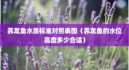 养龙鱼水质标准对照表图（养龙鱼的水位高度多少合适）