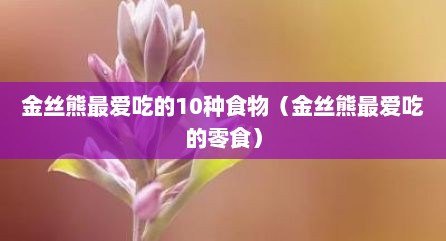 金丝熊最爱吃的10种食物（金丝熊最爱吃的零食）