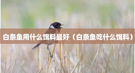 白条鱼用什么饵料最好（白条鱼吃什么饵料）