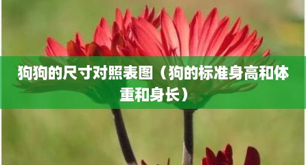 狗狗的尺寸对照表图（狗的标准身高和体重和身长）
