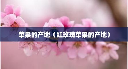 苹果的产地（红玫瑰苹果的产地）