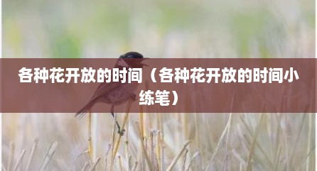 各种花开放的时间（各种花开放的时间小练笔）