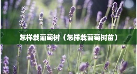 怎样栽葡萄树（怎样栽葡萄树苗）