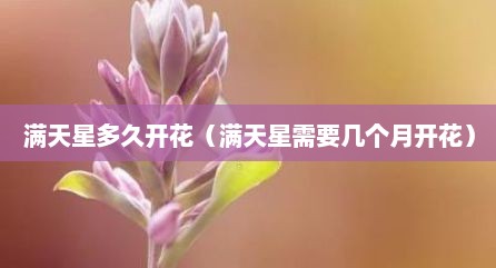 满天星多久开花（满天星需要几个月开花）
