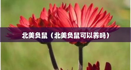 北美负鼠（北美负鼠可以养吗）