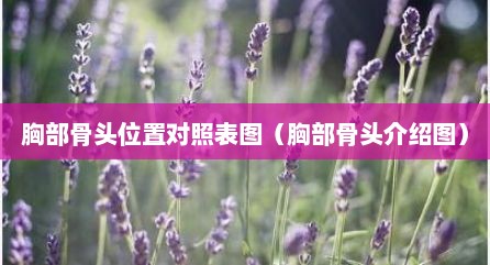胸部骨头位置对照表图（胸部骨头介绍图）