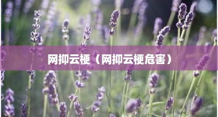网抑云梗（网抑云梗危害）