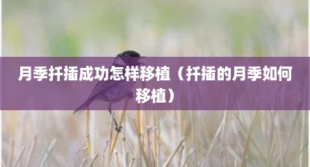 月季扦插成功怎样移植（扦插的月季如何移植）