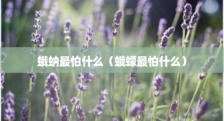 蛾蚋最怕什么（蛾蠓最怕什么）