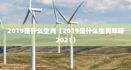 2019是什么生肖（2019是什么生肖年呀2021）